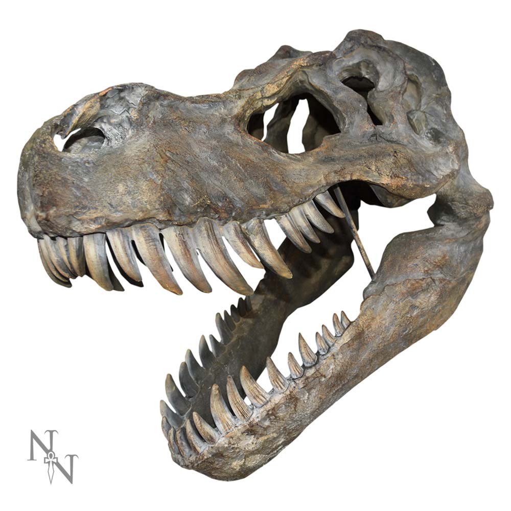 Pre-Order Tyrannosaurus Rex Skull Large 51.5cm B/strap