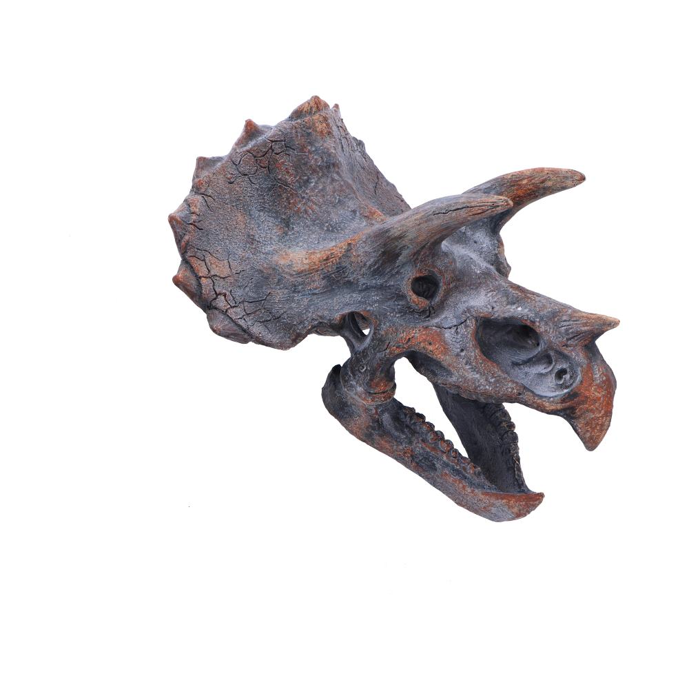 Triceratops Head 23cm