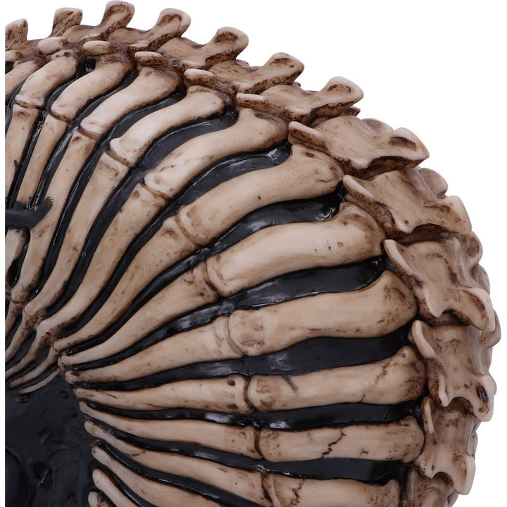 Spine Head Skull | James Ryman