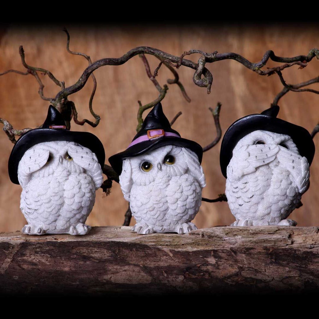 Three Wise Feathered Familiars