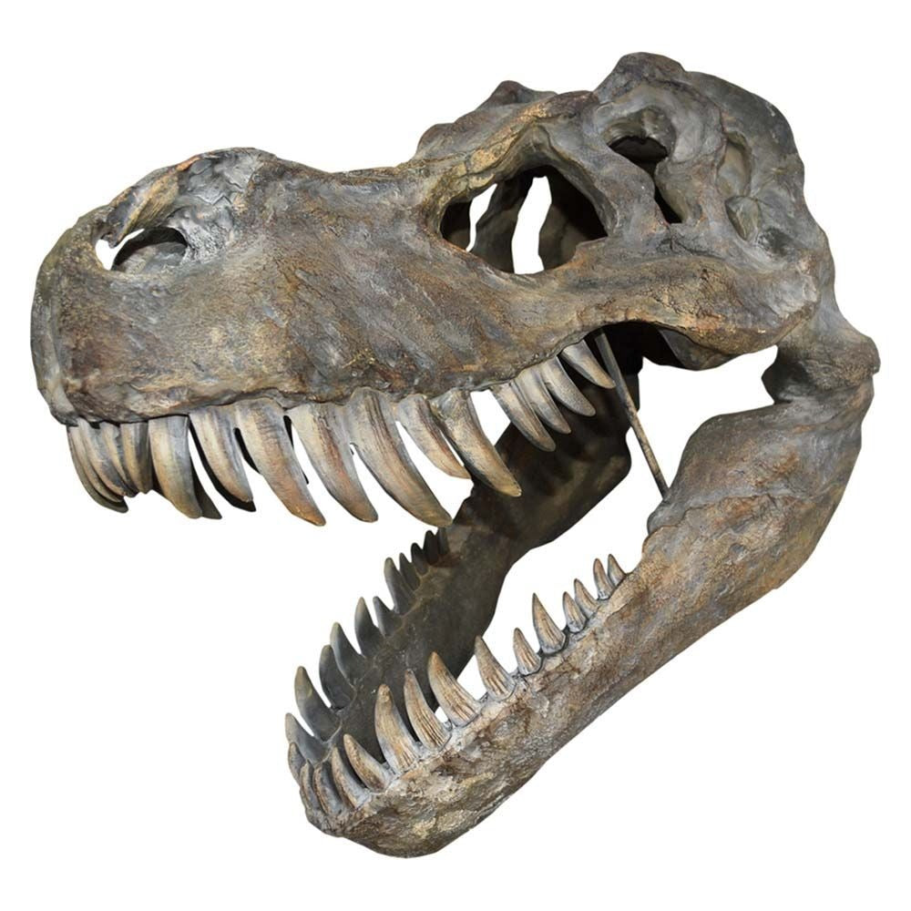 Tyrannosaurus Rex Skull Large