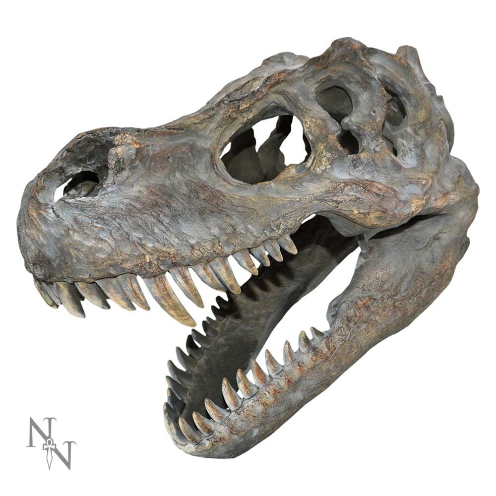 Tyrannosaurus Rex Skull Small